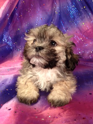 Male Lhasa Bichon for sale#2|Purebredpups has teddy bear Puppies for sale at lower Prices than most teddy bear breeders in Maryland